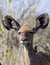 Portrait of Female Kudu antilope up close