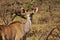 Portrait of a female Kudu in South Africa.