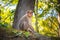 Portrait of a female macaque (Macaca radiata)