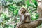 Portrait of a female macaque sitting on a tree against the background of the jungle. The monkey scratches its ear with