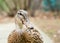 Portrait of a female mallard duck