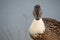 Portrait of a female mallard with white chest