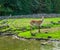 Portrait of a female marsh deer standing at the water side, vulnerable animal specie from America