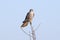 Portrait of a female merlin