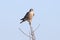 Portrait of a female merlin