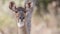 Portrait of Female Mountain Nyala