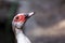 Portrait of Female Muscovy Duck