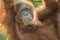 Portrait of a female orang-utan hanging in a tree