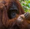 Portrait of a female orangutan with a baby in the wild. Indonesia. The island of Kalimantan (Borneo).
