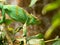 The Portrait female Parson`s chameleon, Calumma parsonii