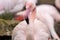 Portrait of female Rosy Flamingo, Phoenicopterus ruber roseus,