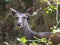 Portrait of female sambar deer - Rusa unicolor in forest