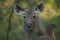 Portrait of female sambar Rusa unicolor, Bandhavgarh National Park.