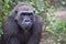 A portrait of female Silverback gorilla.