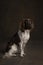 Portrait of a female small munsterlander dog, heidewachtel, sitting on a brown background