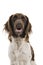 Portrait of a female small munsterlander dog, heidewachtel, on a white background