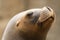 Portrait of a female southern sea lion