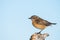 Portrait female of Stonechat Saxicola rubicola