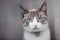 Portrait of a female tabby cat wearing a collar with a bell