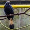 Portrait of a female Visayan hornbill sitting on a branch in the aviary, Big tropical bird from the philippines, Endangered animal