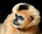 Portrait of a female White Cheeked Gibbon