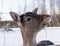 Portrait of a female white-tailed deer- captive animals