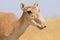 Portrait of female wild Saiga antelope in Kalmykia steppe