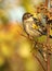 Portrait of Female Yellow-Rumped Warbler