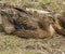 Portrait of a females of duck