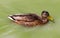 Portrait of a females of duck on the water