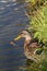 Portrait of a females of duck on the water