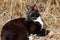 Portrait of feral black-white cat in the countryside