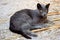 Portrait of feral grey-blue cat in the countryside