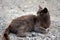 Portrait of feral grey-brown cat in the countryside