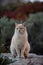 Portrait of a feral Jerusalem street cat