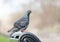 Portrait of a Feral pigeon perched on a metal bench in a park