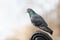 Portrait of a Feral pigeon perched on a metal bench in a park