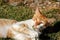 Portrait of feral white-orange young cat in the countryside