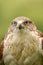 Portrait of a Ferruginous hawk (Butea Regalis)