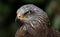 Portrait of a Ferruginous Hawk with piercing eyes