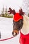 Portrait of a festively decorated horse