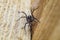 Portrait of Fiddleback spider, Violin spider or Brown hermit spider Loxosceles reclusa