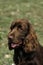 Portrait of Field Spaniel Dog