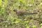 Portrait of a fieldfare thrush on green grass