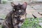 Portrait of a fierce brown cat sitting on ground and look at something