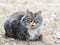 Portrait of a fierce Chinese cat with black, brown and white fur