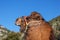 Portrait of fighting camel 1