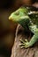 Portrait of Fijian crested iguana Brachylophus vitiensis on Vi