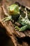 Portrait of Fijian crested iguana Brachylophus vitiensis on Vi