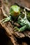 Portrait of Fijian crested iguana Brachylophus vitiensis on Vi